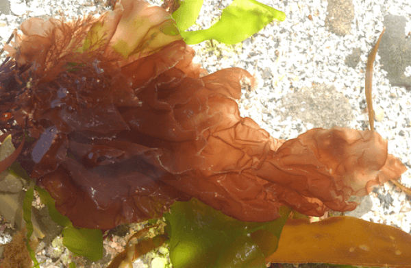 alga_pyropia_endiviifolia