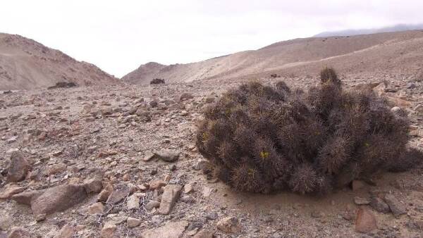 copiapoa_solaris_1