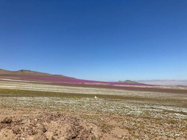 desierto_florido_03