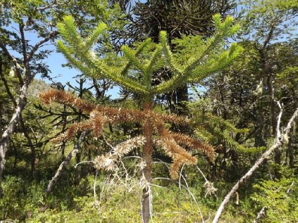 estudio-araucaria-1