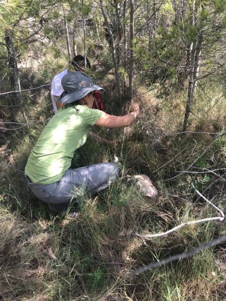 investigacion_de_suelos_incendiados_en_ecosistemas_de_clima_mediterraneo_01