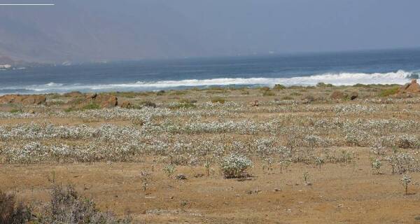 playa_con_presencia_de_desierto_florido_cortada