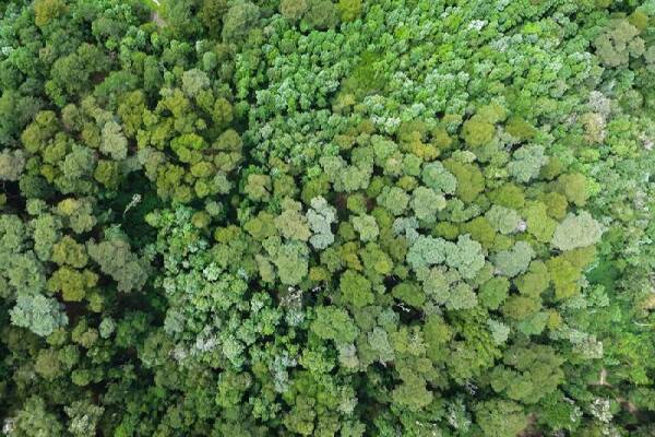 ufro-estudio-bosques1
